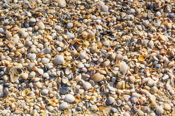 Shells on the sea coast after the storm, background, texture, pattern