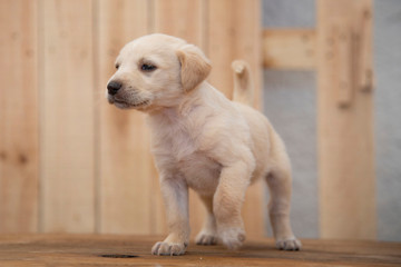 cagnolini animali domestici