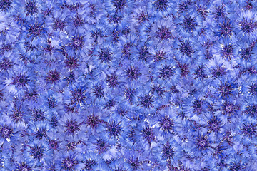 Cornflowers pattern. Blue flowers background. Natural texture