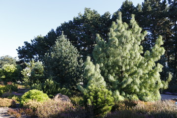 Pine tree