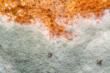 Natural texture of mold on fruit. Rotten background.