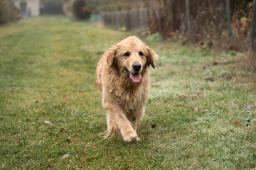 wet happy golden retriever dog