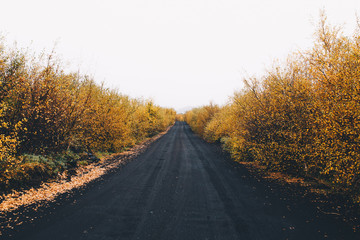 Fototapeta premium road in forest iceland