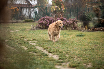 wet happy golden retriever dog