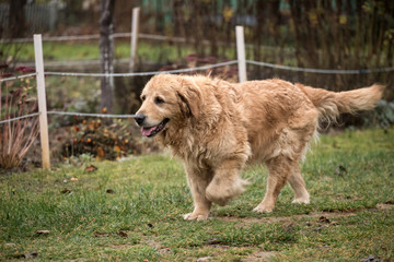Obraz premium wet happy golden retriever dog