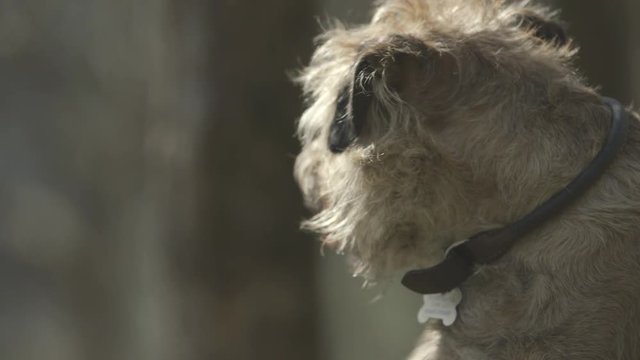 A border terriers face in close up. Tongue out