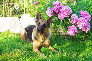 Short-haired German Shepherd dog lying down on a green grass near to pink peony flowers in summer