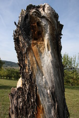 Dead Wood