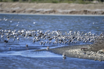 The birds of the sea