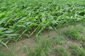 The disaster after the storm