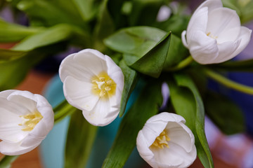 White tulip close up