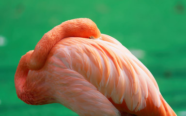 Portrait of orange flamingo hide its head in wings while looking at camera, alert eyes.