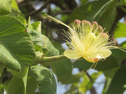 O toque de Deus manifesto em uma singela flor!