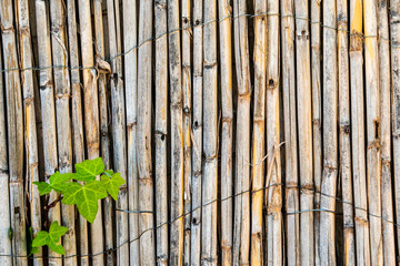 Small leaves growing through wooden fence