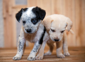 cagnolini animali domestici © pierodenaro