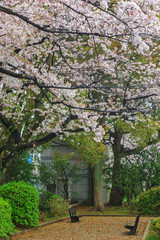 Fototapeta na wymiar Sakura cherry blossom tree with raining at Chiyoda park, Tokyo, Japan