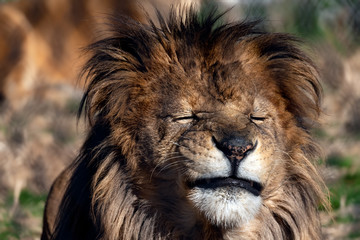 Male lion making a funny face