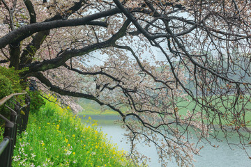 Sakura cherry blossom tree with raining at Chiyoda park, Tokyo, Japan