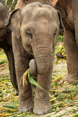 Baby Elephant Eating Lunch