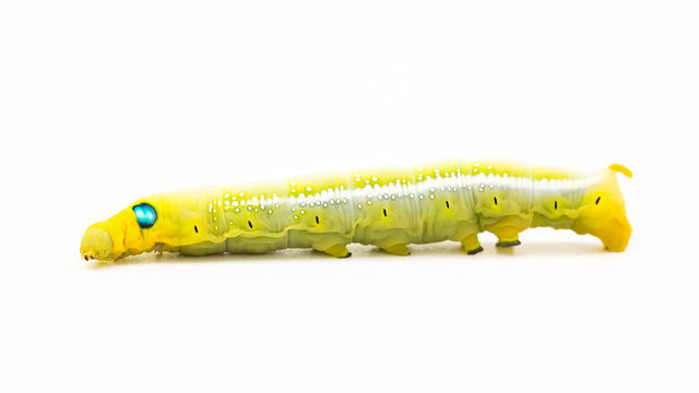 Butterfly worm on white background