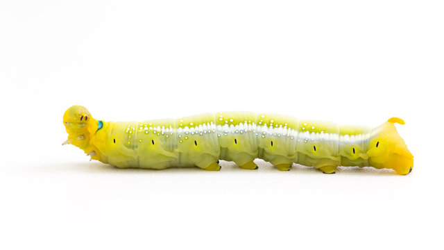Butterfly worm on white background