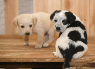 cagnolini animali domestici © pierodenaro