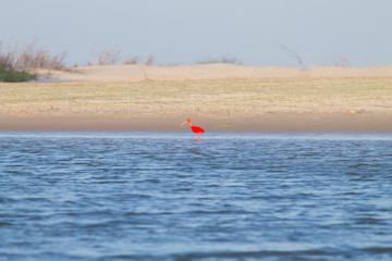 Scarlet ibis from Lencois Maranhenses National Park, Brazil.