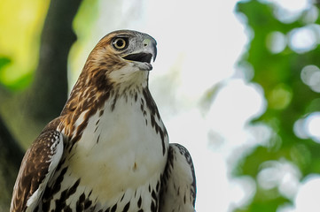 Red-tail hawk