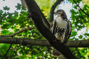 Red-tail hawk