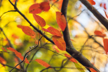 Orange leaves against a golden background of blurred leaves and branches