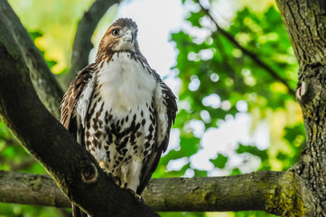 Red-tail hawk