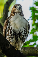 Red-tail hawk