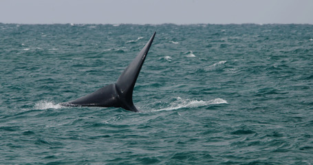 Whale tail protruding from the southern ocean off the Australian coast.