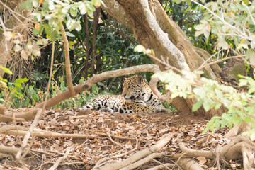 Jaguar from Pantanal, Brazil