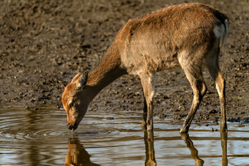 Deer drinking from stream 