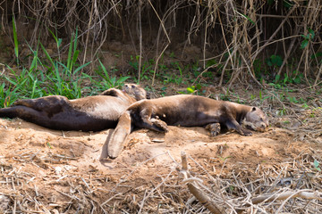 Giant otter from Pantanal, Brazil