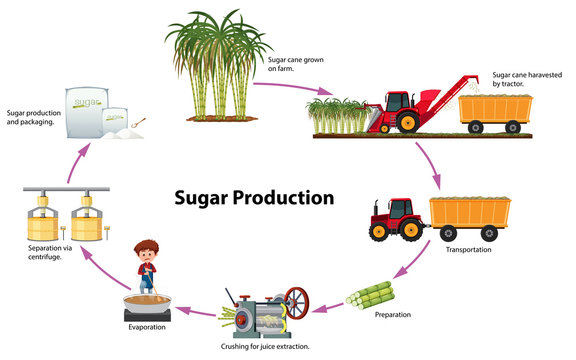 A digram of sugar production