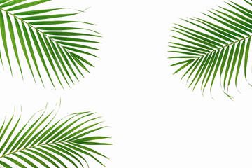 Fototapeta na wymiar Green palm leaves isolated on white background.