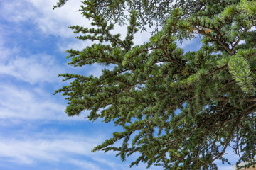 Natural background made of fir tree branches on background of blue sky.