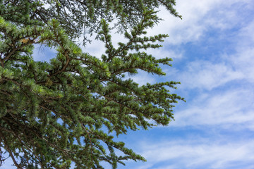 Natural background made of fir tree branches on background of blue sky.