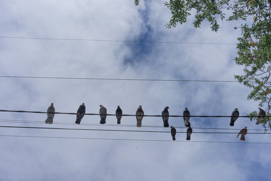 Pigeons sit on wires against the blue sky.