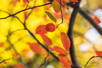 Orange leaves against a golden background of blurred leaves and branches