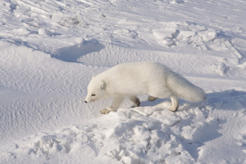 Obraz na płótnie Canvas Arctic fox