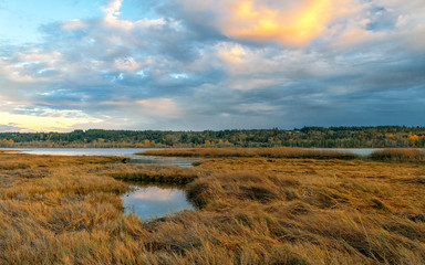 Fototapeta na wymiar Lynch Cove Wetlands Washington State