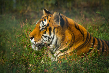 bengal tiger