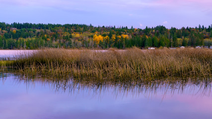 Lynch Cove Wetlands Washington State