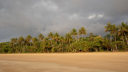 Palms on a cloudy day