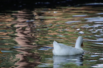 White duck bird on blue lake pond.