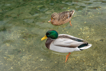Obraz premium Couple of mallard ducks
