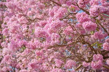 Tabebuia rosea is a Pink Flower neotropical tree